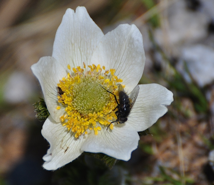 spring flower